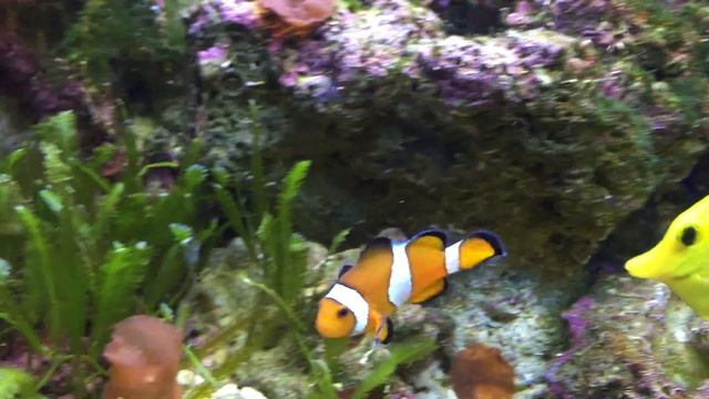 Amphiprion Ocellaris - Nemo смотреть онлайн