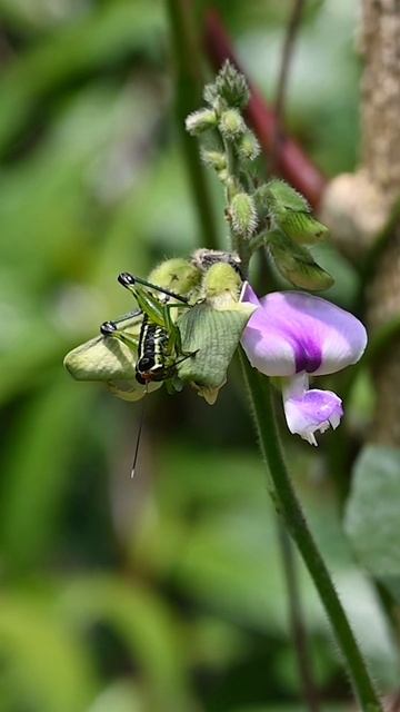 A rare, small grasshopper is slowly eating a wilted wild flower #grasshopper #insectbehavior#insect смотреть онлайн