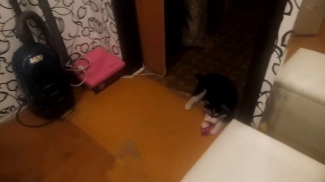 Хаски играет с машей(2) смотреть онлайн