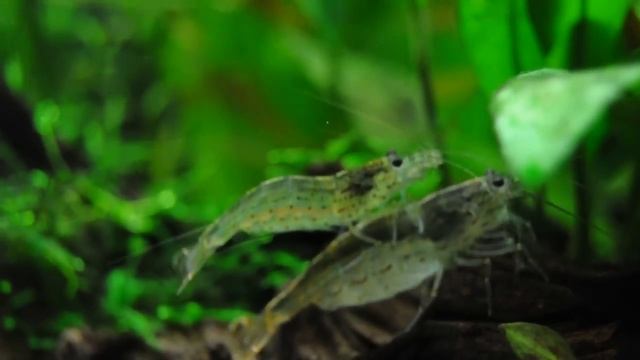 Caridina japonica reproduccion смотреть онлайн