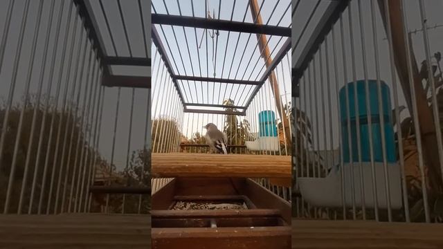 щегол чир чир 23.09.2022 смотреть онлайн