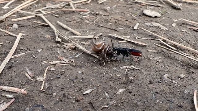 Mud dauber wasp dragging paralyzed trapdoor spider смотреть онлайн