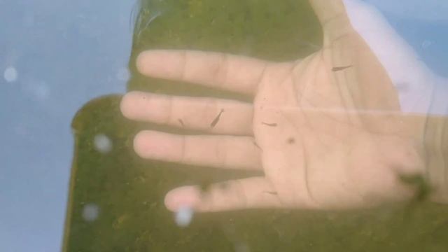 Breeding Ikan Maskoki Oranda Ekor Pendek, Hasilnya Dapat PULUHAN RIBU Burayak смотреть онлайн