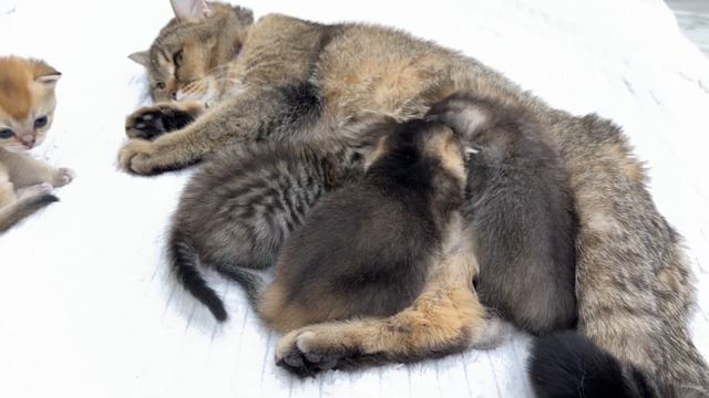It's a pity that there is only one mother cute kittens смотреть онлайн
