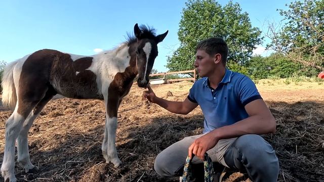Приучение жеребенка к амуниции. Эльфу 3 месяца|Взаимодействие в табуне.Конный клуб "Карсар" смотреть онлайн
