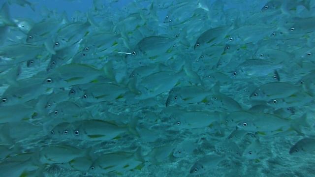 Shoal of 'Bastard Grunts' (Pomadasys Incisus) смотреть онлайн