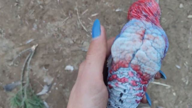 Страшная индюшиная анатомия смотреть онлайн