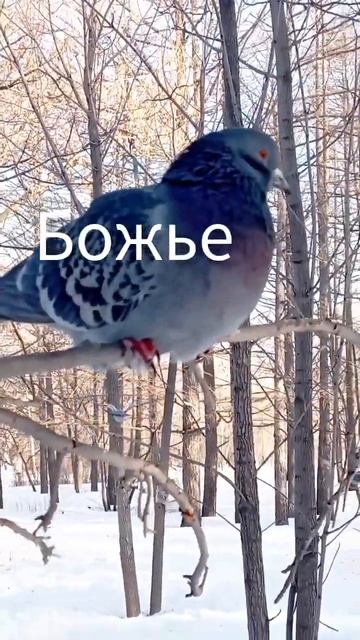 Ворона ест меньше смотреть онлайн