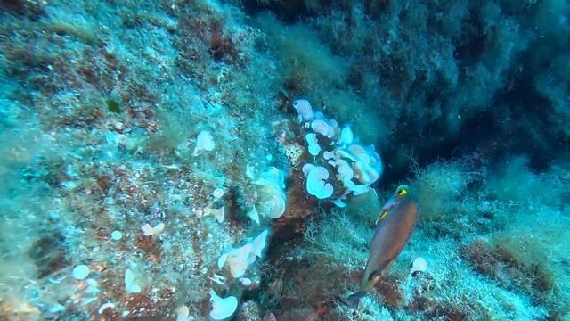 Crénilabre Méditerranéen - Danger de la Vaca - Corse juillet 2024 смотреть онлайн