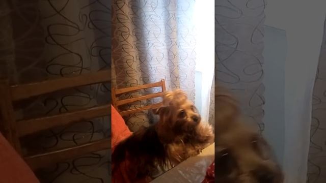 Йорк Гланя Выпрашивает няшку смотреть онлайн