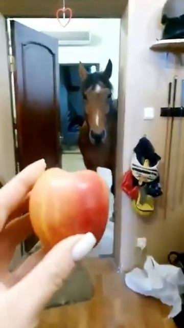 Воспитанный конь! смотреть онлайн