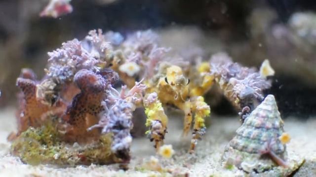 Camposcia retusa Krab dekorator смотреть онлайн