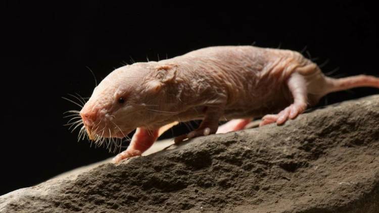 Секреты долголетия: Животные, которым удается жить в 10 раз больше положенного. Как им это удается? смотреть онлайн