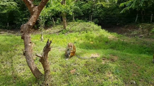 Обезьянка-вор смотреть онлайн