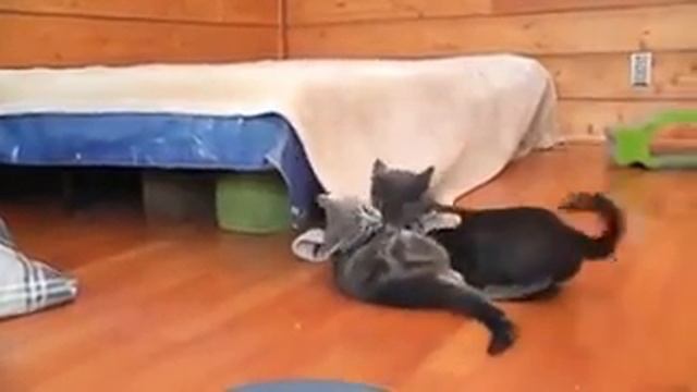 Котёнок напугал кошку и был наказан смотреть онлайн