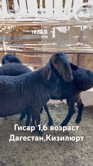 Гисар баран Осеменитель возраст 1,6 смотреть онлайн