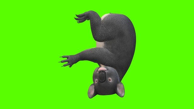 Green Screen | Chroma Key | Animal 4K | Koala Bear смотреть онлайн
