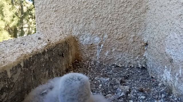 Common Kestrel nest | Гнездо сокола пустельги смотреть онлайн