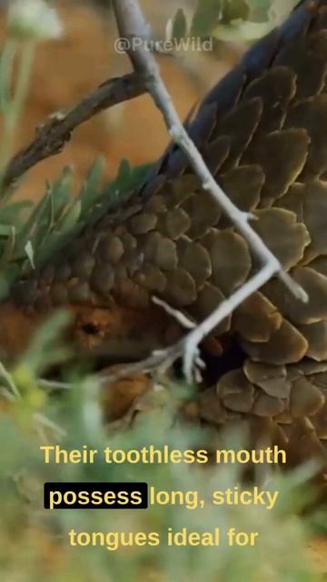 What Is This Indestructible Species!? #animals #subscribe #pangolin #shorts смотреть онлайн