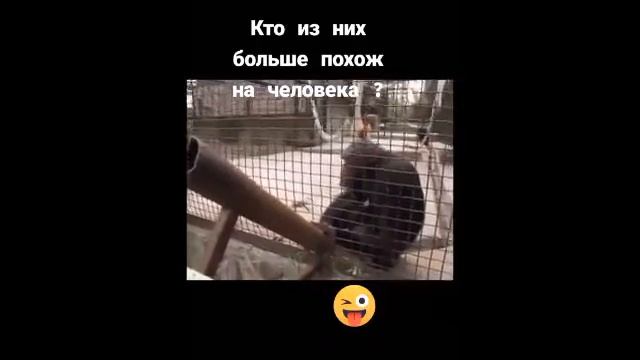 🐒 Злая мартышка 🎃 Подборка смешных обезьян 🐵 смотреть онлайн