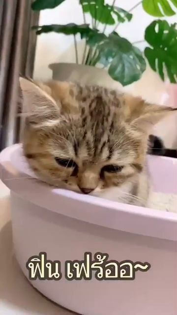ทรายแมวที่ลัคกี้ หลงรัก หัวปักหัวปำ смотреть онлайн