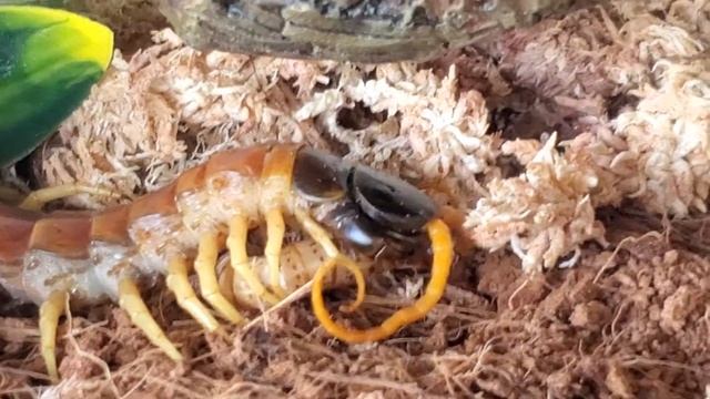 Giant Desert Centepede Feeding on a Worm (Scolopendra Heros) Nightmare Pet.. смотреть онлайн