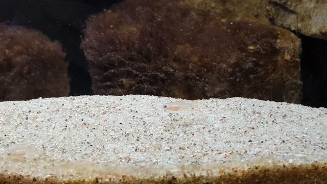 Neolamprologus pectoralis - narybek смотреть онлайн