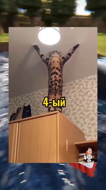 ВИРУСНЫЕ ВИДЕО / Туалетная 🚽 бумага 😂 смотреть онлайн