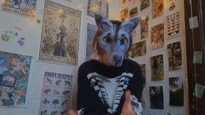 Как определить свой тереотип в квадробике?🐾🐺 я тебе помогу! ╶⃝⃤ ✮ •