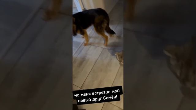 путь Хулигана домой, теперь он Граф #счастье #домашниеживотные #дом #добрыедела #собака #животные смотреть онлайн