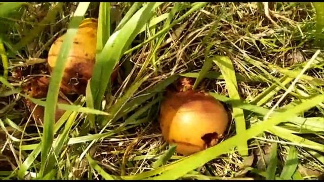 20 Vespa crabro y Vespa velutina смотреть онлайн