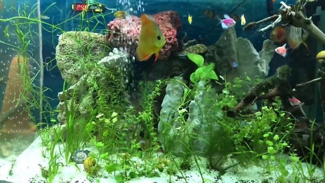 AMAZING neon tetra vs discus aquarium смотреть онлайн