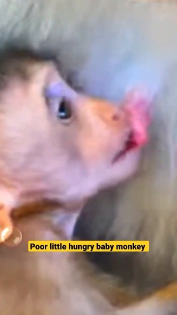 poor little hungry baby monkey। sad baby monkey। animal wildlife #shorts #shortvideo #youtubeshorts смотреть онлайн