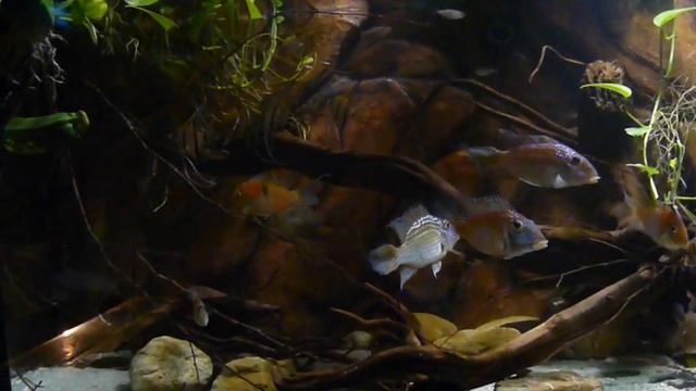 Satanoperca, Guianacara, Geophagus Winemilleri, Peru Altum - update смотреть онлайн