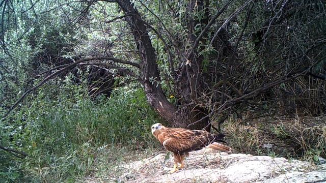 Курганник (1}