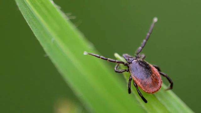Ixodes ricinus смотреть онлайн