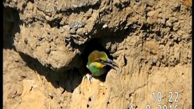 ПТЕНЕЦ ЗОЛОТИСТОЙ ЩУРКИ ОЖИДАЕТ УГОЩЕНИЯ смотреть онлайн