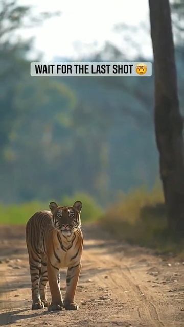 wildlife photography // wait for the last shoot // savetigers //#tiger // #Discovery//aarzoo/#reels смотреть онлайн