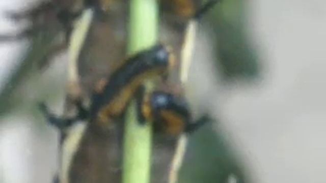 Regal Moth Caterpillars part 1/4 смотреть онлайн