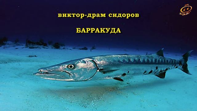 БАРРАКУДА (BARRACUDA), Виктор-Драм Сидоров