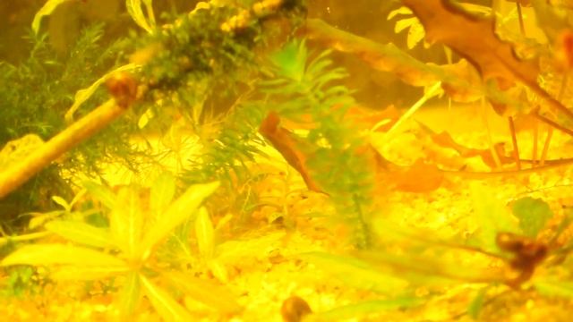 Аквариум №2 смотреть онлайн