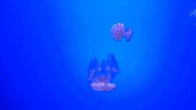 Beautiful Drifter Jellyfish смотреть онлайн