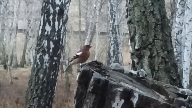 Пение Зяблика смотреть онлайн