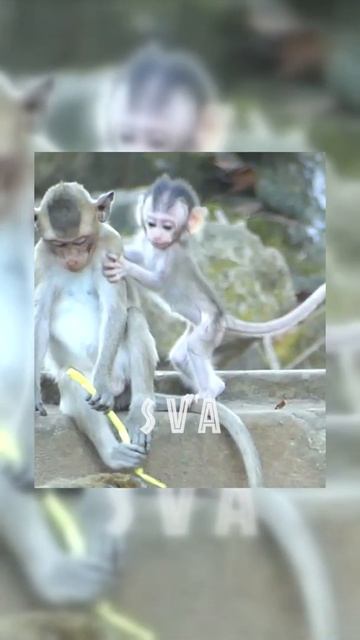 #Shorts OMG, Why you allowed newborn baby monkey eating like this ! episode #4 смотреть онлайн