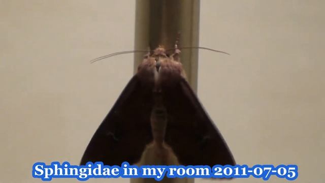 Sphingidae in my room 2011-07-05 смотреть онлайн