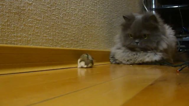 Кот боится хомяка смотреть онлайн