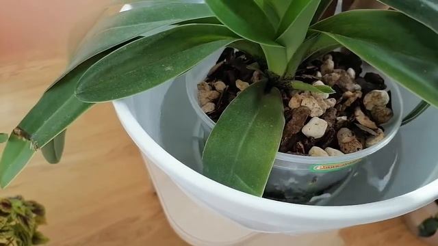 Обзор Пафеопедилума и Катлей смотреть онлайн