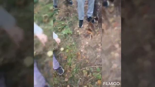 Бенгальская кошка Багира в лесу. Всегда гуляет с нами. смотреть онлайн