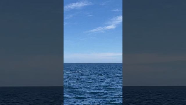 Горбатые киты в июне смотреть онлайн