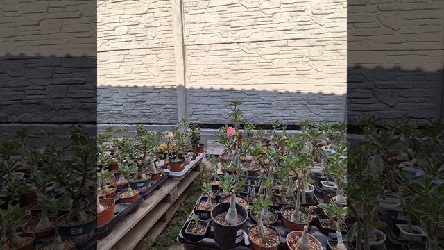 Как вырастить адениум/Мой способ на сегодня... смотреть онлайн